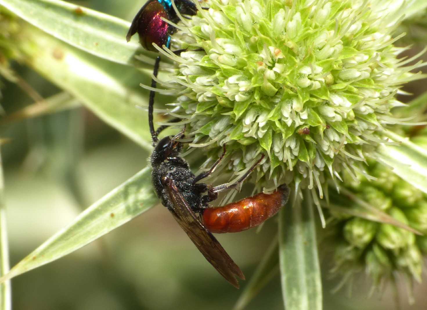 Sphecodes albilabris rubripes  e  Sphecodes sp.